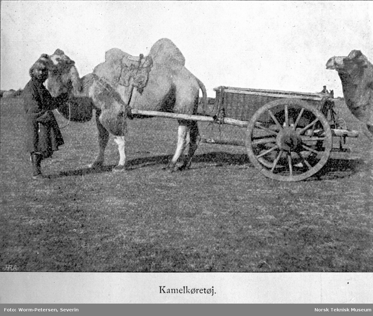 Kamel med vogn