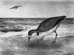 Prof. Bonnevie (30 + 1 feil)