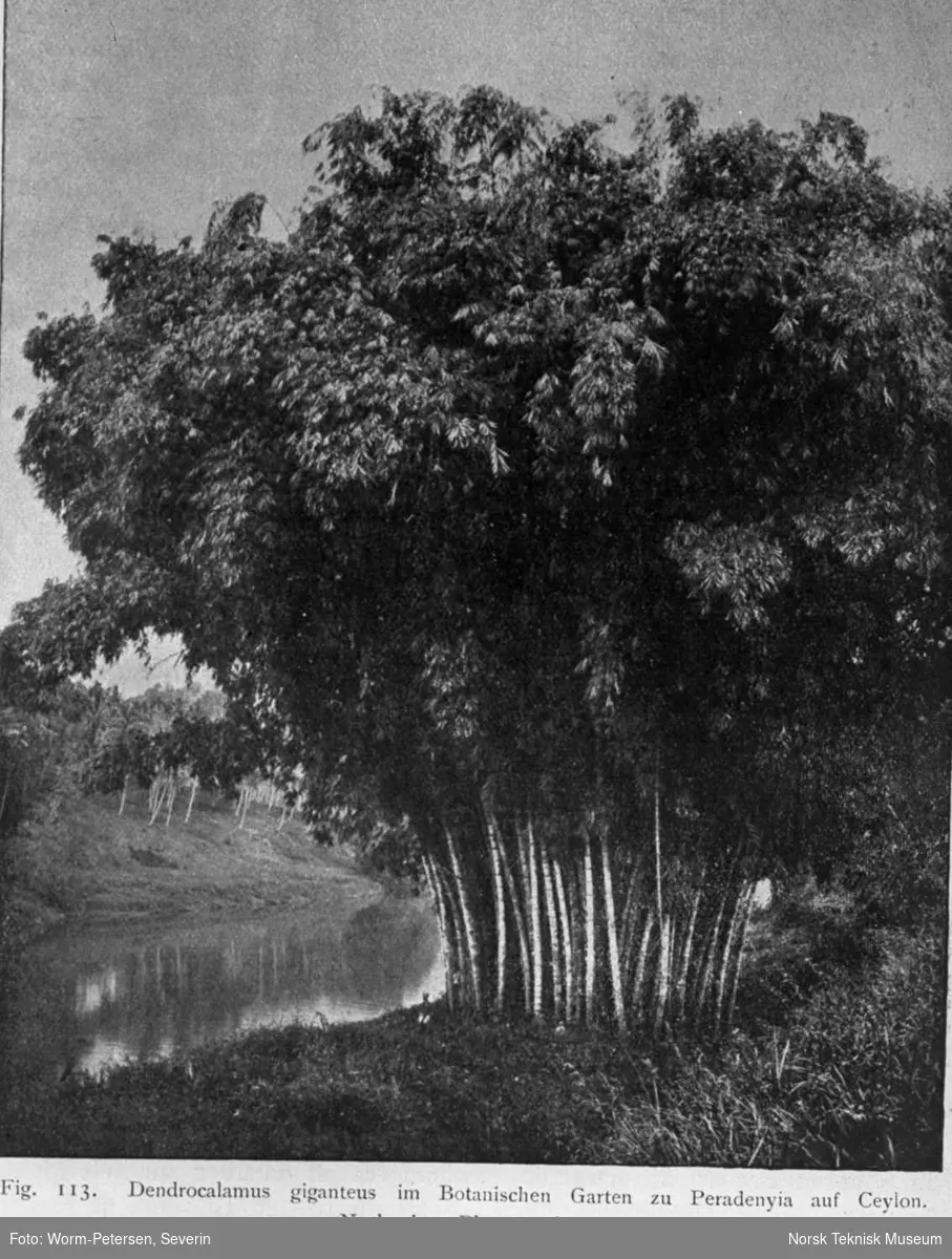 Trær i botanisk hage på Sri Lanka