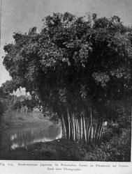 Plantegeografie. Hanna Resvoll-Holmsen 23/3 22.