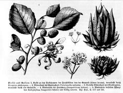 Plantens ernæring o.a. botan.