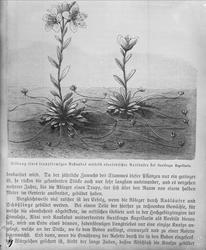 Plantens ernæring o.a. botan.