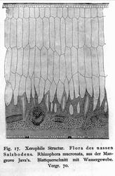 Plantens ernæring o.a. botan.