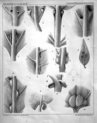 Plantens ernæring o.a. botan.