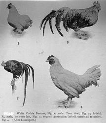 Prof. Gran nov 09. Planter