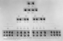 Prof. Gran nov 09. Planter