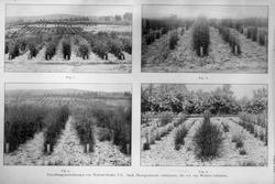 Landbrukshøgskolen, Prof. Christie