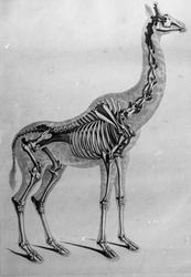 Anatomisk figur, skjelett av giraff
