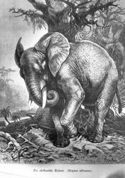 Afrikansk elefant (Elephas africanus)