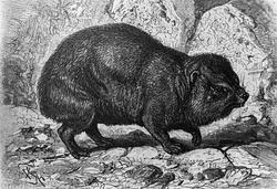 Hyrax habessinicus og indisk tapir (Tapirus indicus)