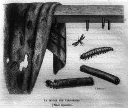 Insekt (Tinea tapezella)