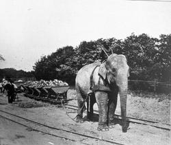 Hagenbeck’s dyrehave i Hamburg, elefant i arbeid