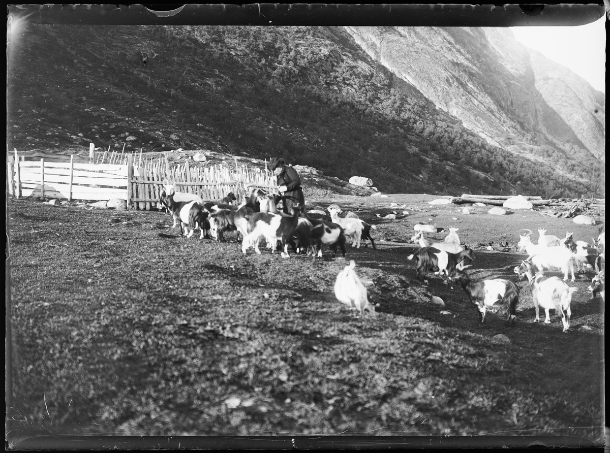 "Heimdalen 1906" (inskr eske). Fra Sjølisæter ved Atnsjøen. En dame i kjole og med hatt står blandt mange geiter på fjellet ved en skigard.