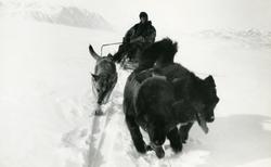 En mann kjører hundespann.