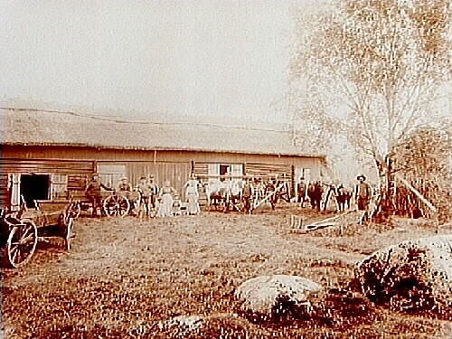 Gammaldags tröskverk, låg ekonomibyggnad, 13 personer, 4 oxar.
Olof Persson