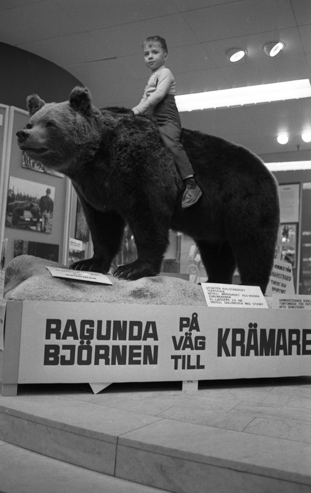 Jättebjörn 9 april 1968

Ragunda Björnen på väg till Krämaren. En pojke sitter på den uppstoppade björnen.