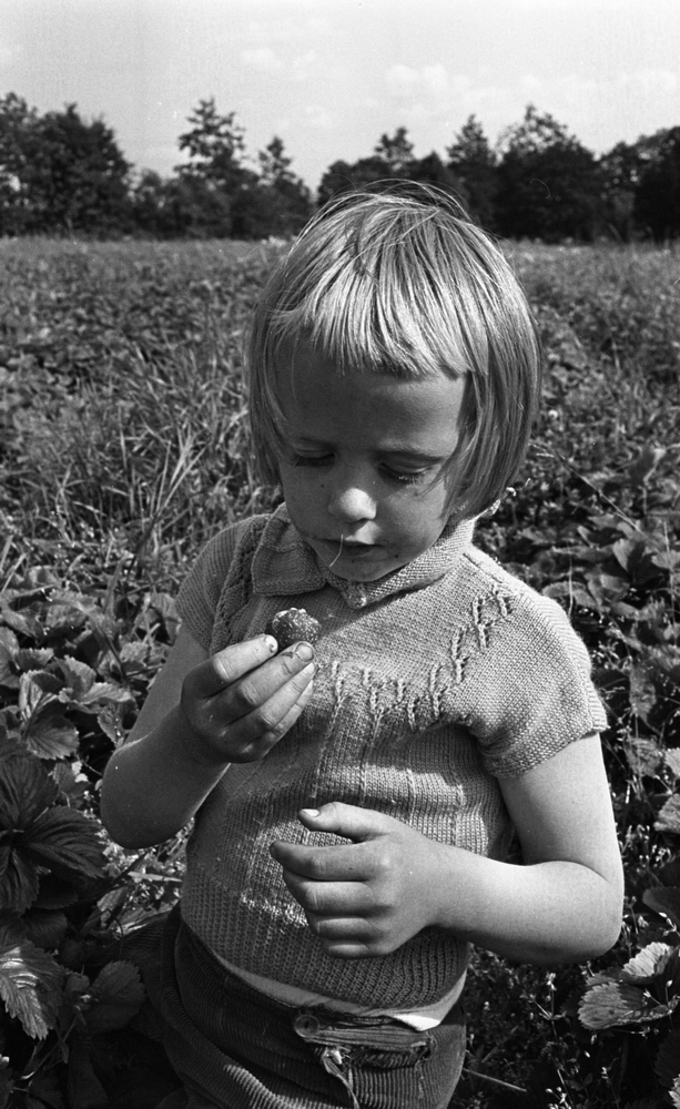 Jordgubbsplockare, 20 augusti 1965

I förgrunden är en liten ljushårig flicka som håller en jordgubbe i sin högra hand och är klädd i en stickad sommartröja med korta ärmar. I bakgrunden skymtar jordgubbsfältet.