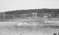 Branndammen på Linderud Gård er også til glede for svømmefug