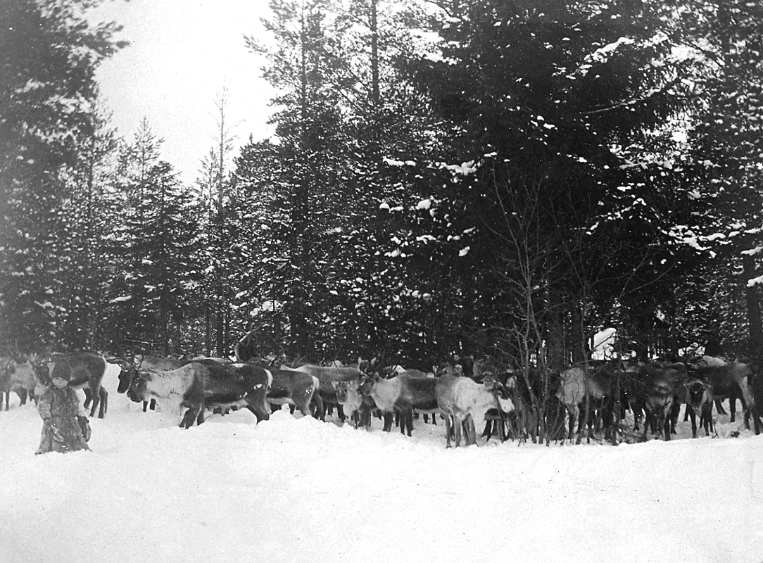 700 renar ca halv mil från Moviken.
Mars 1906