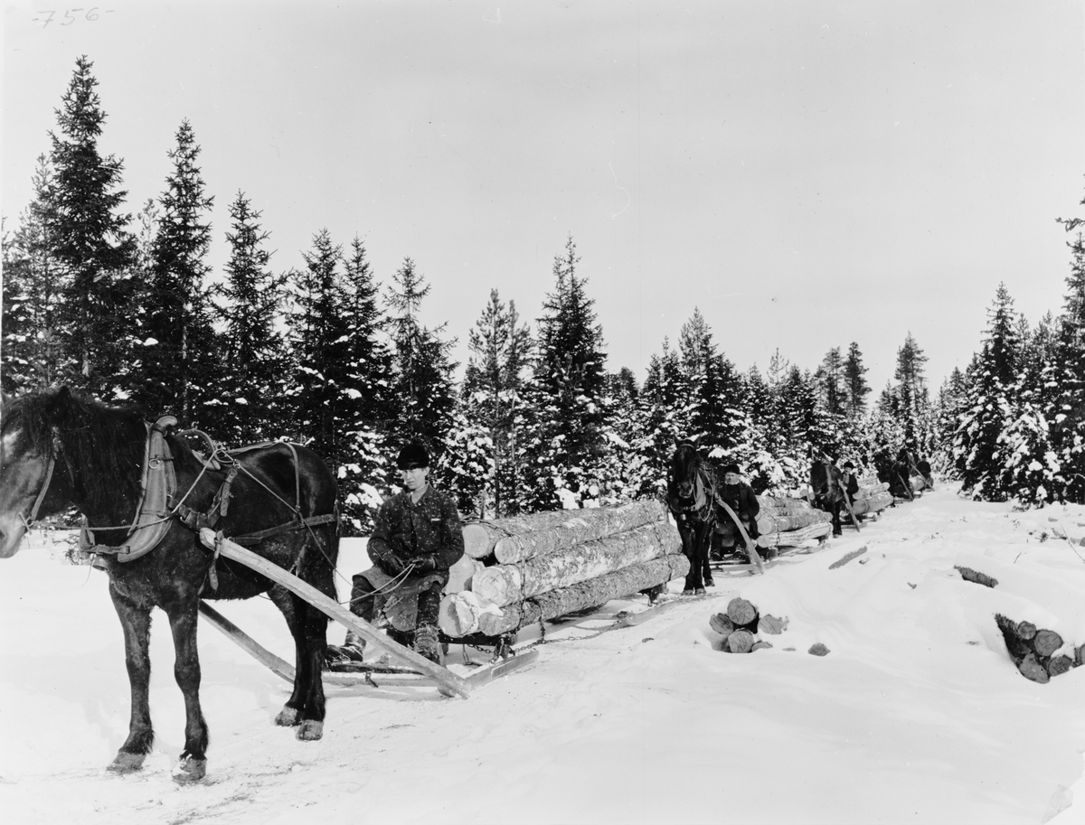 Framkörning av timmer från skogen med häst och släde i Ångermanland ...