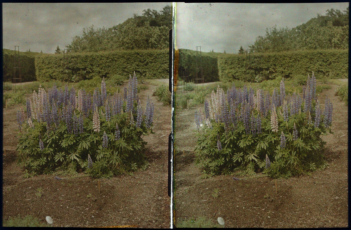Lumières-stereo-autokromer. Lupiner.