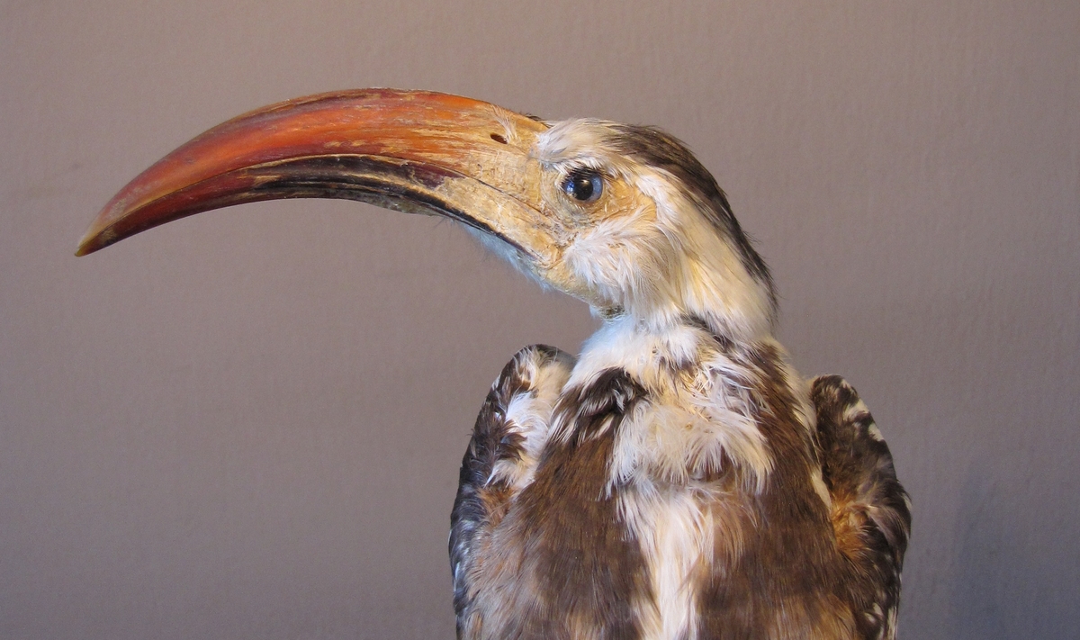 Vänersborgs museum. Afrikanska fågelsalen, näshornsfågel.