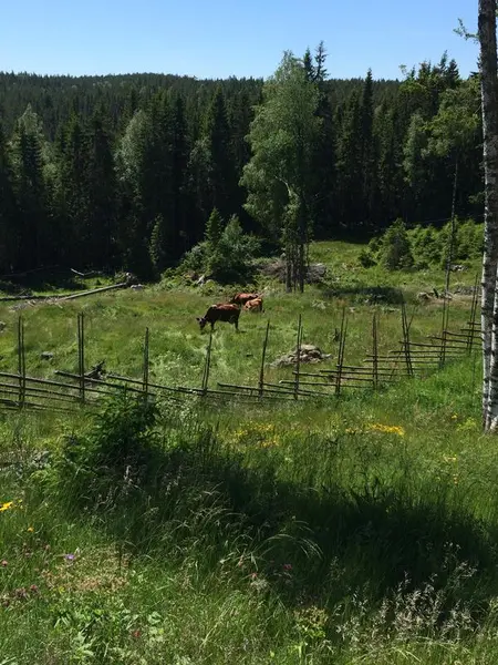 Utsikt over setervangen og kyr på sommerbeite.