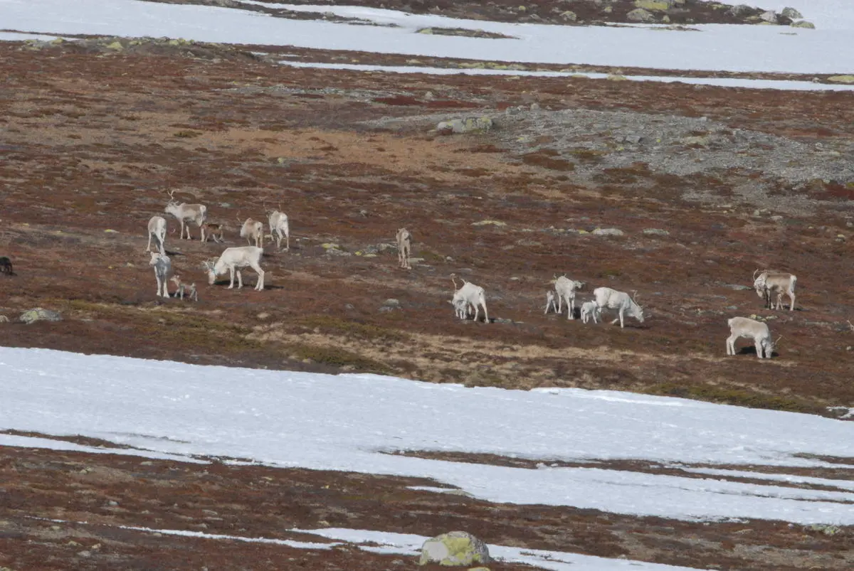 Rein som beiter i fjellet