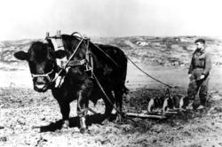 Konrad Skjærvær, harving med okse