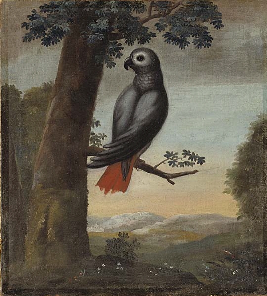 En mörkt blågrå papegoja (kako) med röd stjärt sitter på en gren, utgående från ett träd till vänster i förgrunden. På marken små vita, röda och blå blommor, till höger ett buskage. I bakgrunden bergigt landskap. Blåskär molnig himmel.