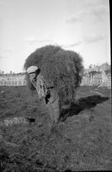 Høyonn
Ivar Aasen bærer høy på Nuten seter.1924