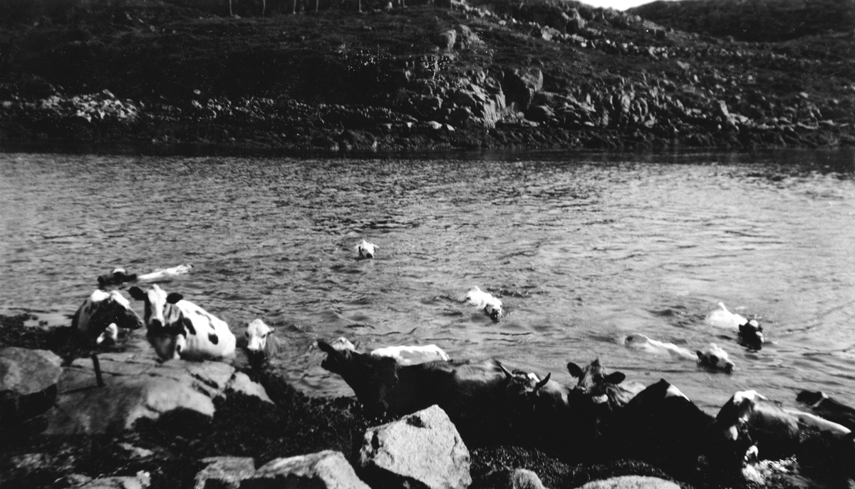 Kyr svømmer over sund på Meløyvær.