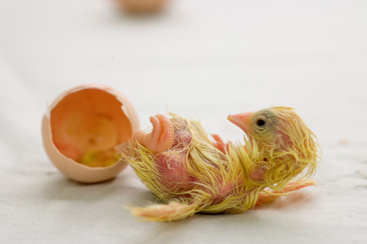 Klekking Av Hønseegg Kyllingen Er Kommet Ut Av Egget Museene I