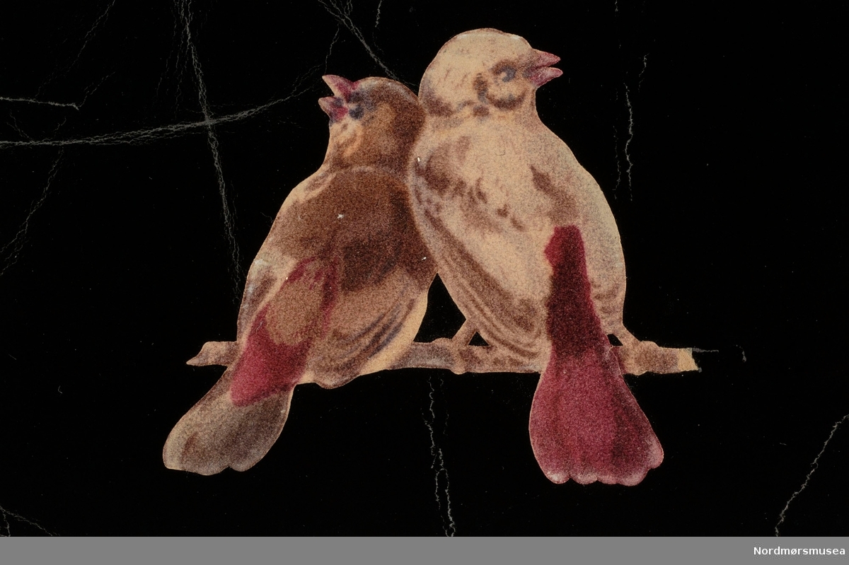 Illustrasjon av to fugler. Fra Nordmøre museums fotosamlinger. EFR2015