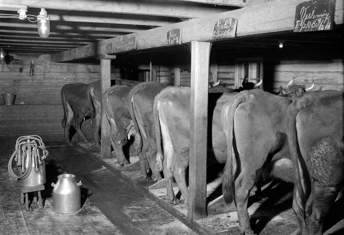 Kyr melkes med melkemaskin