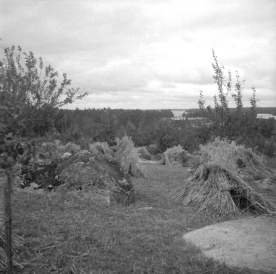 Urshult. Äppelodling i havreåker, Froaryd. 1946