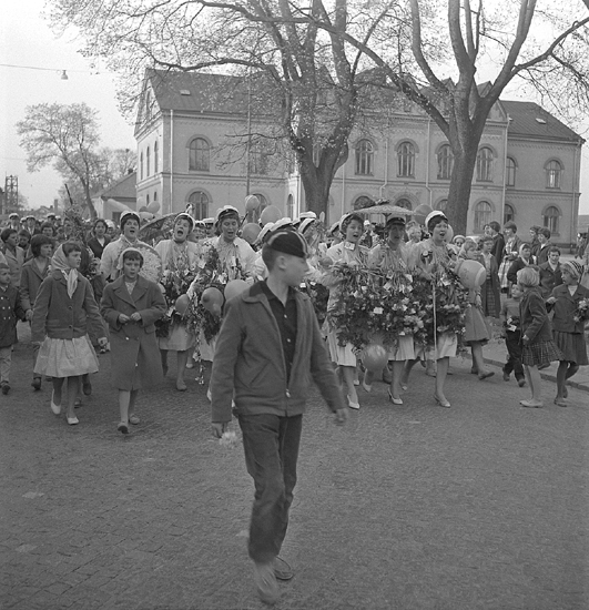 Studenterna fjärde dagen, 1959. 
Studenterna m.fl. tågar utmed Skolgatan, på väg mot Linnéparken.
I bakgrunden syns Norrtullskolan.