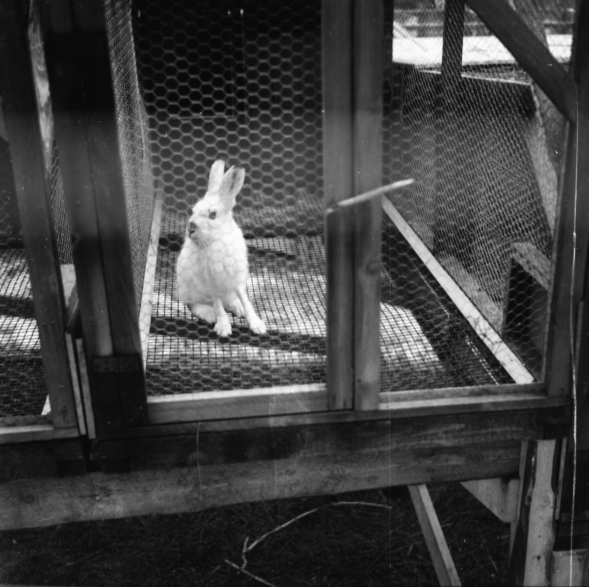 Vardens arkiv. "Harefarm på Rjukan" 06.01.1954