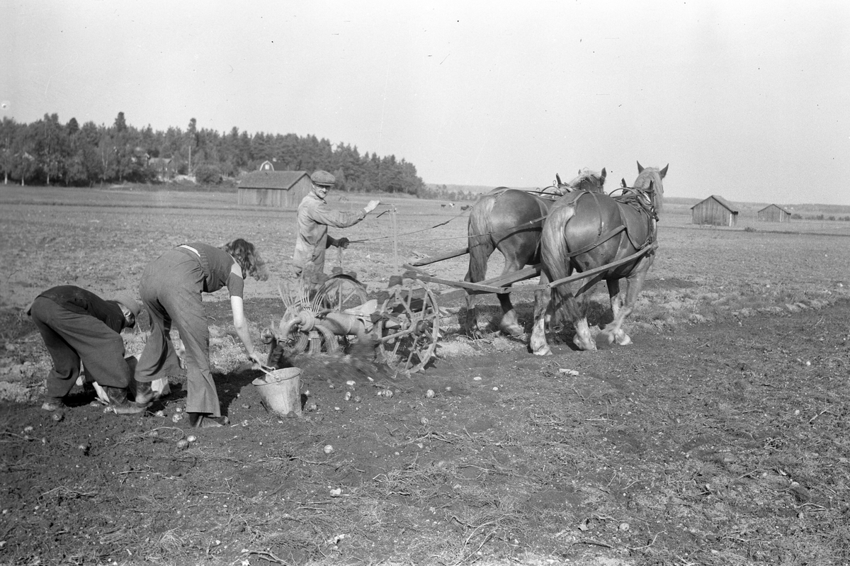 Potatisupptagning i Hille. 26 september 1946. Reportage för Arbetarbladet.