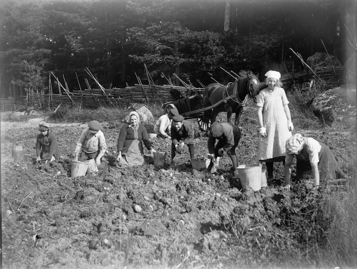 Potatisplockning i Sävasta, Altuna socken, Uppland 1920