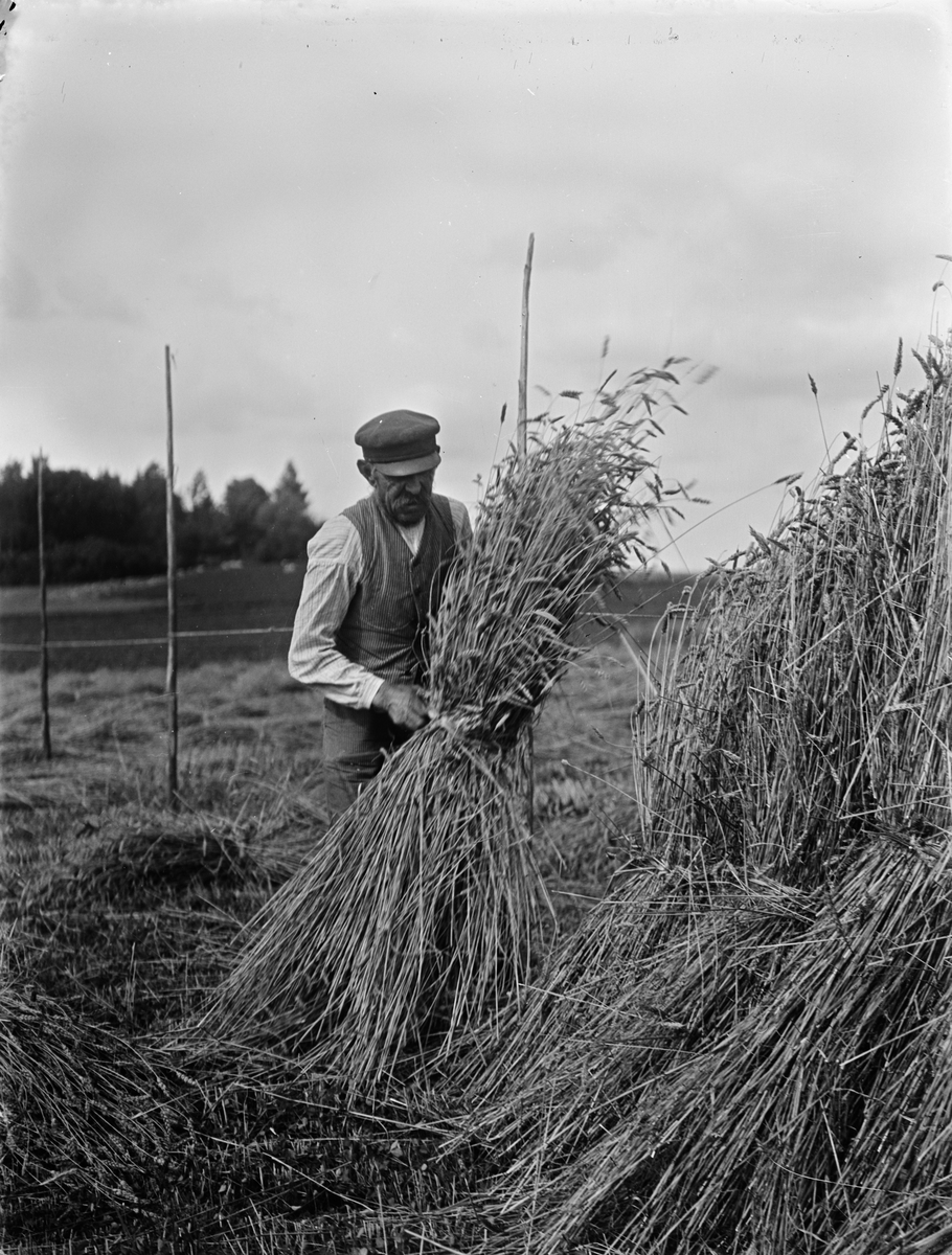 Man som arbetar med skörden vid Sävasta, Altuna socken, Uppland
