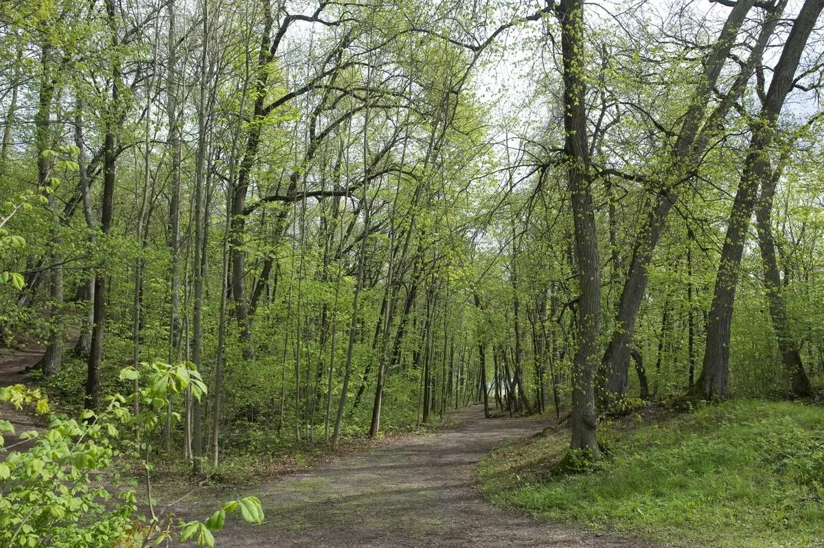 En bred grusvei gjennom skogen. 