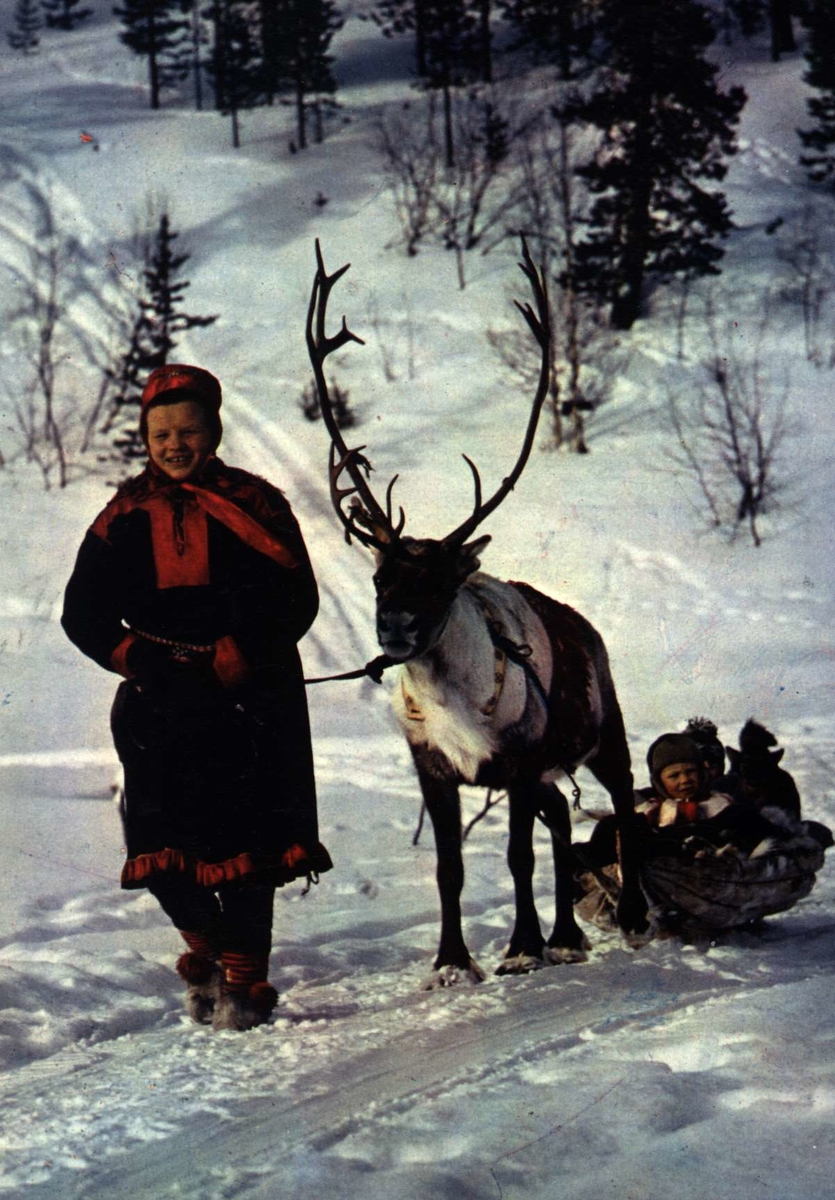 Postkort, Norsk Folkemuseum. Samekvinne med reinsdyr og barn på slede.