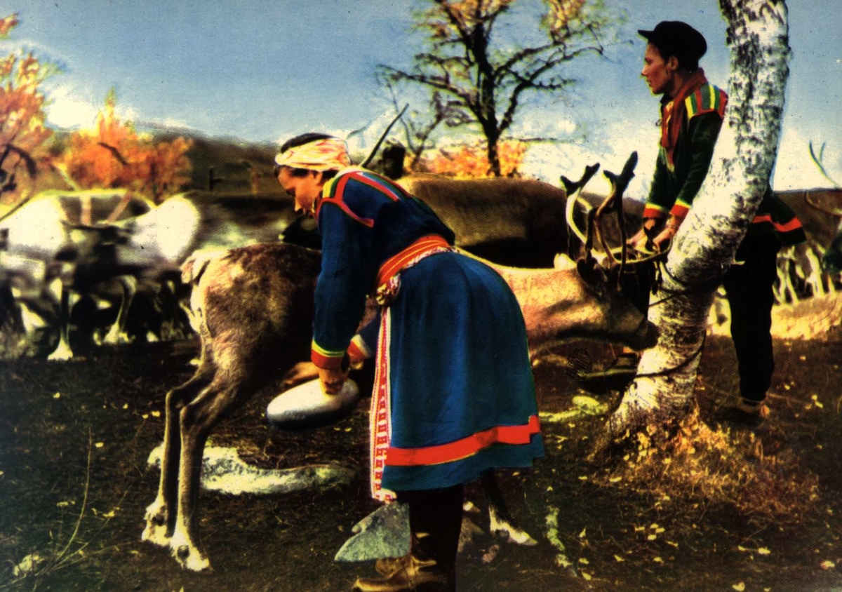 Postkort, Norsk Folkemuseum.
Samer melker reinsdyr