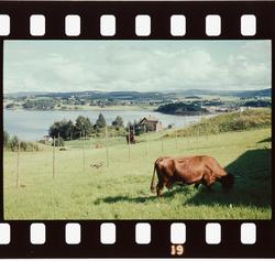 Ku på beiter på håa etter at høyet er tatt inn fra hesjene.