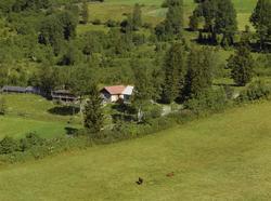 Kulturlandskap. To små hus. Revebur. Litt dyrka mark. Kyr på