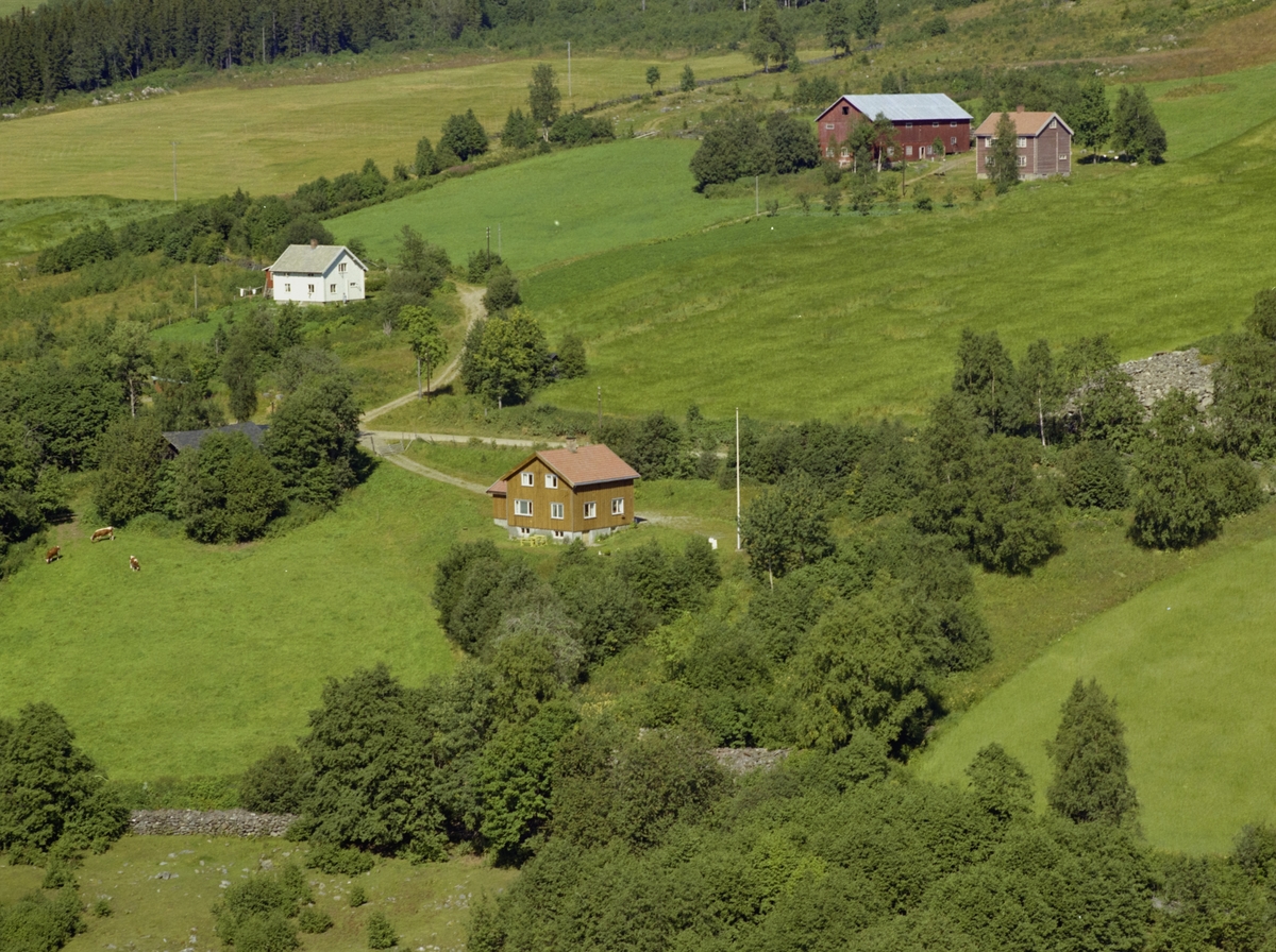 Bu. Brunmalt bolighus. Gårdsbruk bak, et bolighus t.v. Steinrøys. Kyr på beite