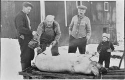 Slakting av julegrisen i Holstgarden.