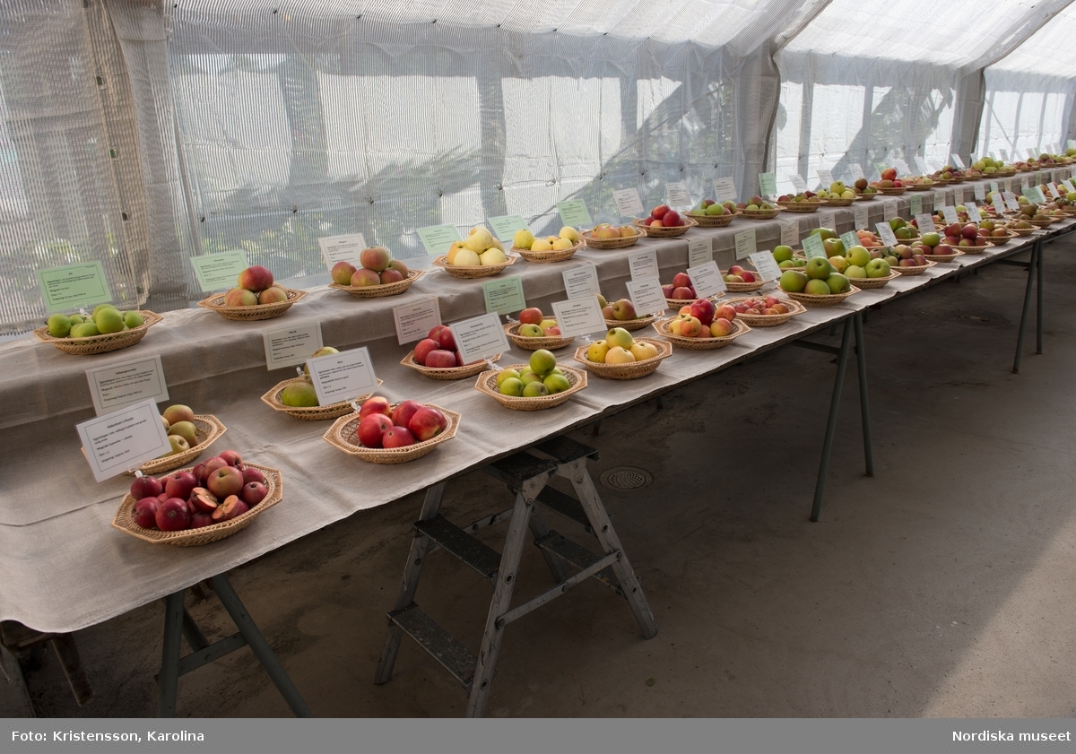 Äppeldagarna Julita 2015, Äpplen, marknad, artbestämning, äppelutställning