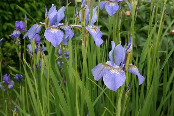 Sibiriris/Iris sibirica. Foto/Photo